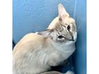 Adopt Bob a White (Mostly) Siamese / Mixed cat in Denison, TX (39127837)