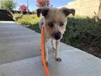Adopt MINNIE a Brown/Chocolate Cairn Terrier / Mixed dog in Tustin