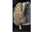 Adopt Mango a Orange or Red Tabby Tabby / Mixed (medium coat) cat in Brooklyn