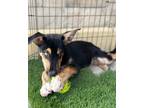 Adopt Brando a Australian Cattle Dog / Shepherd (Unknown Type) / Mixed dog in