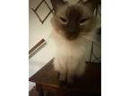 Adopt Neopolitan a Cream or Ivory Himalayan / Mixed (long coat) cat in