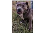 Adopt Daisey Mae a Gray/Blue/Silver/Salt & Pepper Staffordshire Bull Terrier /