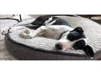 Adopt Millie a White - with Black Greyhound / Terrier (Unknown Type