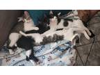 Adopt Spike a Black & White or Tuxedo American Shorthair (short coat) cat in