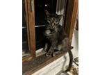 Adopt Marvel a Brown or Chocolate (Mostly) American Shorthair / Mixed (medium