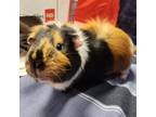 Adopt Slash a Guinea Pig small animal in Kamloops, BC (39127331)