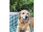 Adopt Kira a Red/Golden/Orange/Chestnut Golden Retriever / Mixed dog in Edmond