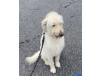 Adopt Comet a Tan/Yellow/Fawn Labradoodle / Mixed dog in Hickory, NC (39127228)