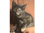 Adopt Clover a Tortoiseshell Tabby / Mixed (short coat) cat in Indianapolis