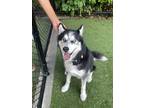 Adopt Ali a Black - with White Husky dog in Upper Marlboro, MD (36903560)