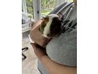 Adopt Tres a Brown or Chocolate Guinea Pig small animal in Norwalk