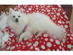 Adopt Bella a White American Eskimo Dog / Mixed dog in St. Louis, MO (39127079)