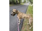 Adopt Lucy a Brindle Great Dane / Mixed dog in Sanford, FL (39127049)
