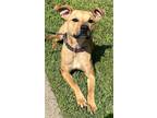 Adopt Stella *PETITE PRINCESSS* a Tan/Yellow/Fawn Staffordshire Bull Terrier /