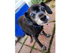 Adopt Sir Walter *LIVES with a DOG and CAT* a Black Beagle / Pug / Mixed dog in