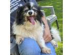 Adopt Marco a Black - with White Pomeranian / Mixed dog in Winsted