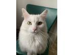Adopt Ruca a White Domestic Longhair / Mixed (long coat) cat in Nashville