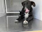 Adopt HENRY a Black - with White Border Collie / Mixed dog in Bakersfield