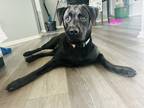 Adopt Xion a Black Labrador Retriever / Mixed dog in Orlando, FL (39126839)