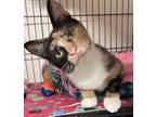 Adopt POPPY a Tortoiseshell Domestic Shorthair (short coat) cat in Northwood
