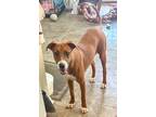 Adopt Paisley a Red/Golden/Orange/Chestnut - with White Vizsla / Pit Bull