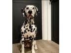 Adopt Kai a Black - with White Dalmatian / Mixed dog in Gaffney, SC (39126859)