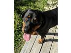 Adopt Xena a Black - with Tan, Yellow or Fawn Rottweiler / Mixed dog in Clifton