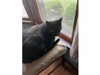 Adopt Po a All Black American Shorthair / Mixed (short coat) cat in Beavercreek