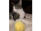 Adopt Philip a Brown Tabby Egyptian Mau / Mixed (short coat) cat in Stockton