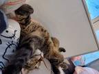 Adopt Jojo a Brown Tabby Domestic Shorthair / Mixed (medium coat) cat in Elko