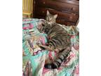 Adopt Malcolm a Brown or Chocolate Bengal / Mixed (short coat) cat in