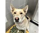 Adopt CANYON a Tan/Yellow/Fawn German Shepherd Dog / Mixed dog in Las Vegas