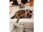 Adopt Susie a Tortoiseshell Domestic Mediumhair (medium coat) cat in Media