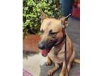 Adopt Caly a Red/Golden/Orange/Chestnut - with Black Black Mouth Cur / Mixed dog