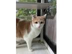 Adopt Jamie a Orange or Red (Mostly) Domestic Shorthair (short coat) cat in