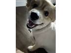 Adopt Bella a Tan/Yellow/Fawn - with White Pembroke Welsh Corgi / Pomeranian /