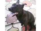 Adopt Lita a Black - with Tan, Yellow or Fawn German Shepherd Dog / Bull Terrier