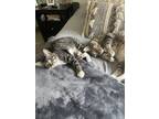 Adopt Pudding a Brown or Chocolate (Mostly) American Shorthair / Mixed (medium