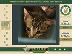 Adopt Ellie a Domestic Shorthair / Mixed cat in Melbourne, FL (39126533)