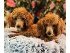 Adopt Rusty and Yoda a Toy Poodle / Mixed dog in Pueblo, CO (39126520)