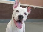 Adopt PRINCE a White Boxer / Pit Bull Terrier / Mixed dog in Denver