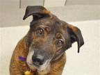 Adopt WILFRED a Black German Shepherd Dog / Shar Pei / Mixed dog in Denver