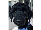 Adopt Charlie a Black Poodle (Miniature) / Mixed dog in Atlanta, GA (39126551)