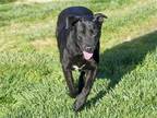 Adopt TOBY a Black Labrador Retriever / Mixed dog in Diamond Springs