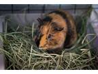 Adopt Starsky a Guinea Pig small animal in Abbotsford, BC (39091956)