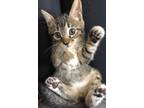 Adopt Wobbles a Brown Tabby Domestic Shorthair (short coat) cat in Union City