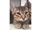 Adopt Asada a Domestic Shorthair / Mixed (short coat) cat in Logan