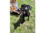 Adopt Annie a Black Labrador Retriever / Mixed dog in Thomasville, NC (39126334)