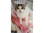 Adopt Rose a White (Mostly) Domestic Shorthair (short coat) cat in Key Largo