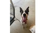 Adopt Oreo a White - with Black American Pit Bull Terrier / Boxer / Mixed dog in